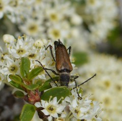 Anastrangalia sanguinea
