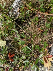 Sibbaldia tridentata, photograph Cecil Smith, CC BY, iNaturalist via GBIF