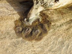 Stichodactyla gigantea image