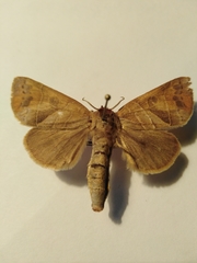 Clostera anastomosis