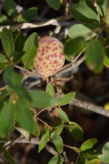 Andricus vacciniifoliae
