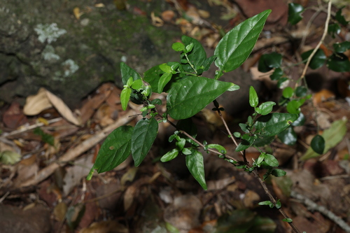 Image of Pseuderanthemum tenellum by (c) Greg Tasney, some rights reserved (CC BY-SA)