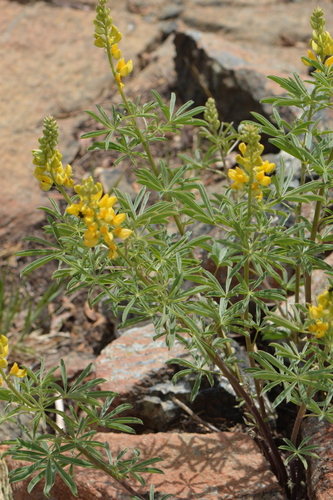 Lupinus croceus var. croceus