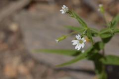Pseudostellaria