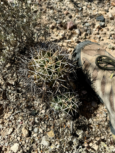 Coryphantha robustispina