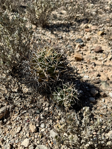Coryphantha robustispina