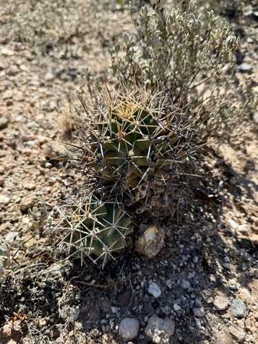 Coryphantha robustispina