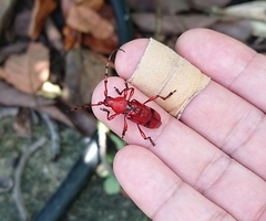 Dicelosternus corallinus