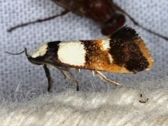 Crepidosceles glycydora