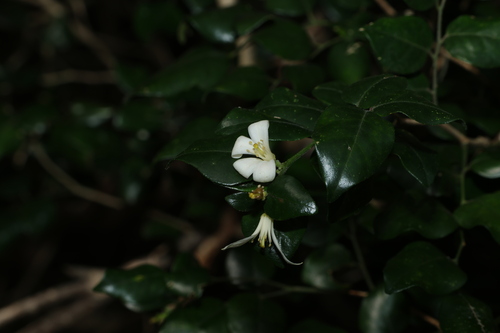 Murraya lucida (Murraya lucida)