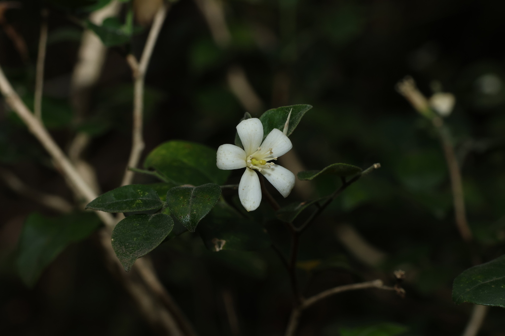 Murraya lucida