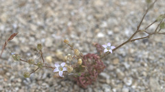 Gilia stellata