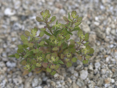 Gilia stellata
