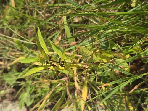 Image of Acalypha gracilens by no rights reserved