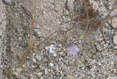 Gilia stellata