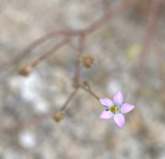 Gilia stellata