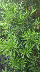 Podocarpus macrophyllus