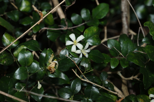 Murraya lucida (Murraya lucida)