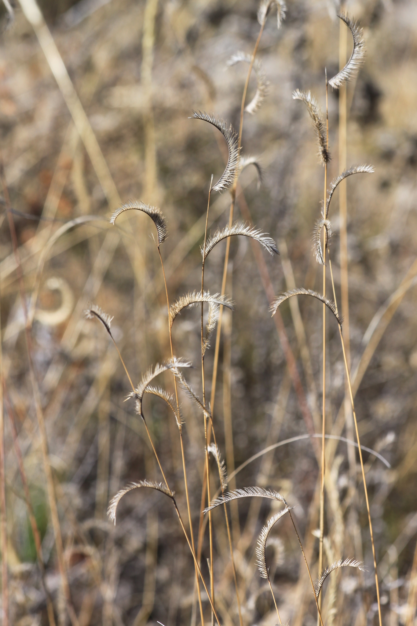 Bouteloua scorpioides
