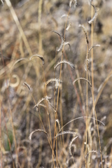 Bouteloua scorpioides