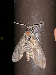 Carolina Sphinx