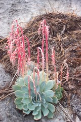 Echeveria simulans
