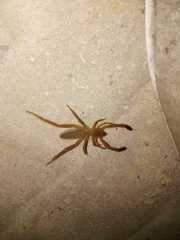 Gluvia dorsalis