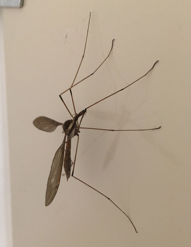 iNaturalist observation photo of Giant Western Crane Fly