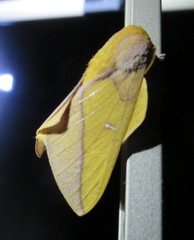 Syssphinx bisecta