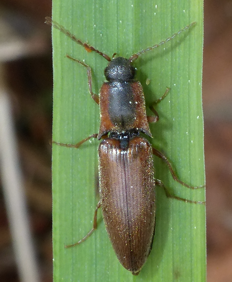 Collared Click Beetle