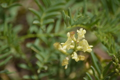 Astragalus whitneyi
