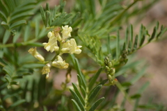 Astragalus whitneyi