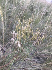 Astragalus collinus