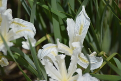 Iris tenuissima