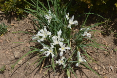 Iris tenuissima