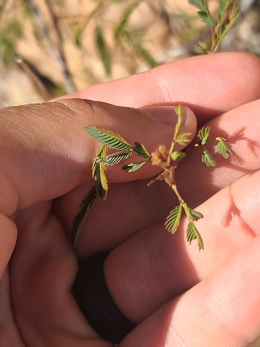 Image of Desmanthus covillei by no rights reserved