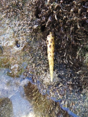 Terebra subulata