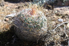 Echinofossulocactus ochoterenaus
