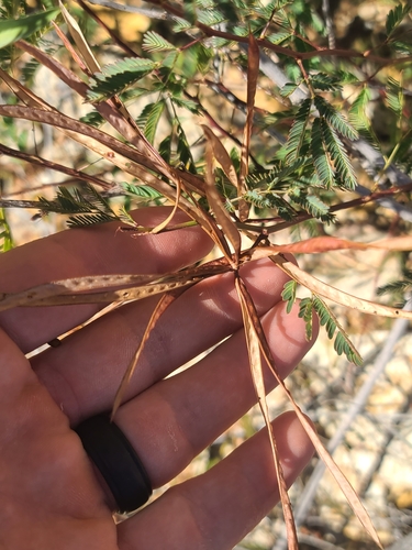 Image of Desmanthus covillei by no rights reserved