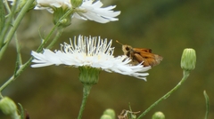 Malacothrix saxatilis implicata
