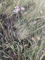 Erigeron corymbosus