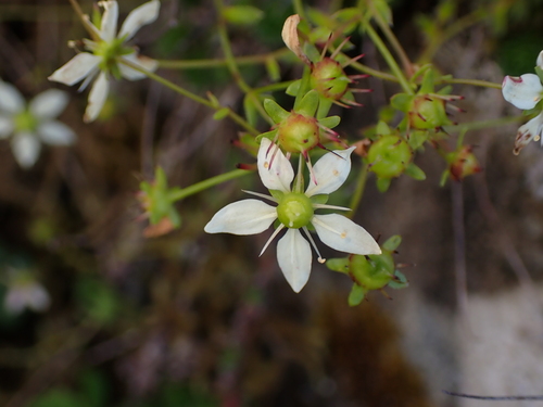 Taylor's Saxifrage (Saxifraga taylorii)