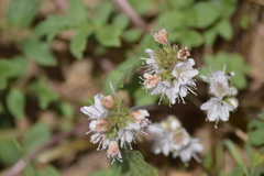 Hydrophyllum occidentale