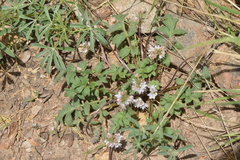 Hydrophyllum occidentale