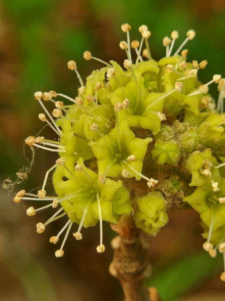 Pisonia zapallo