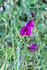 Lathyrus