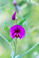 Lathyrus