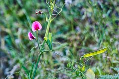 Lathyrus