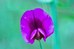 Lathyrus