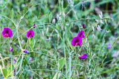 Lathyrus